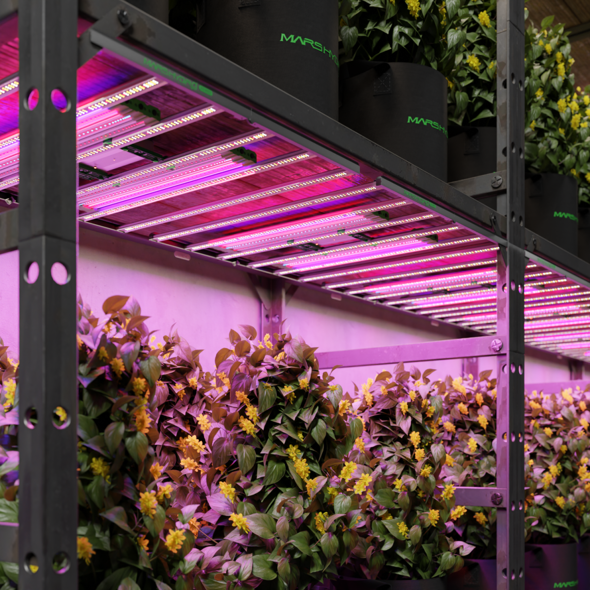 Compacte groei en sterke stengels | compact growth and sturdy stems | kompaktes Wachstum und starke Stiele